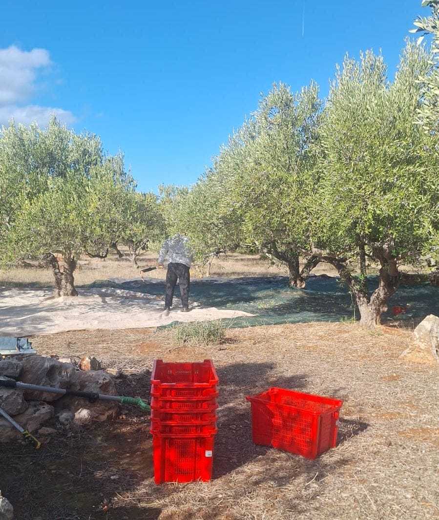 U masline (29.10.’25.)